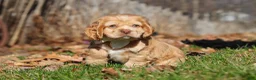 Cocker Spaniel dogs for sale: Ozzy - Ad 4