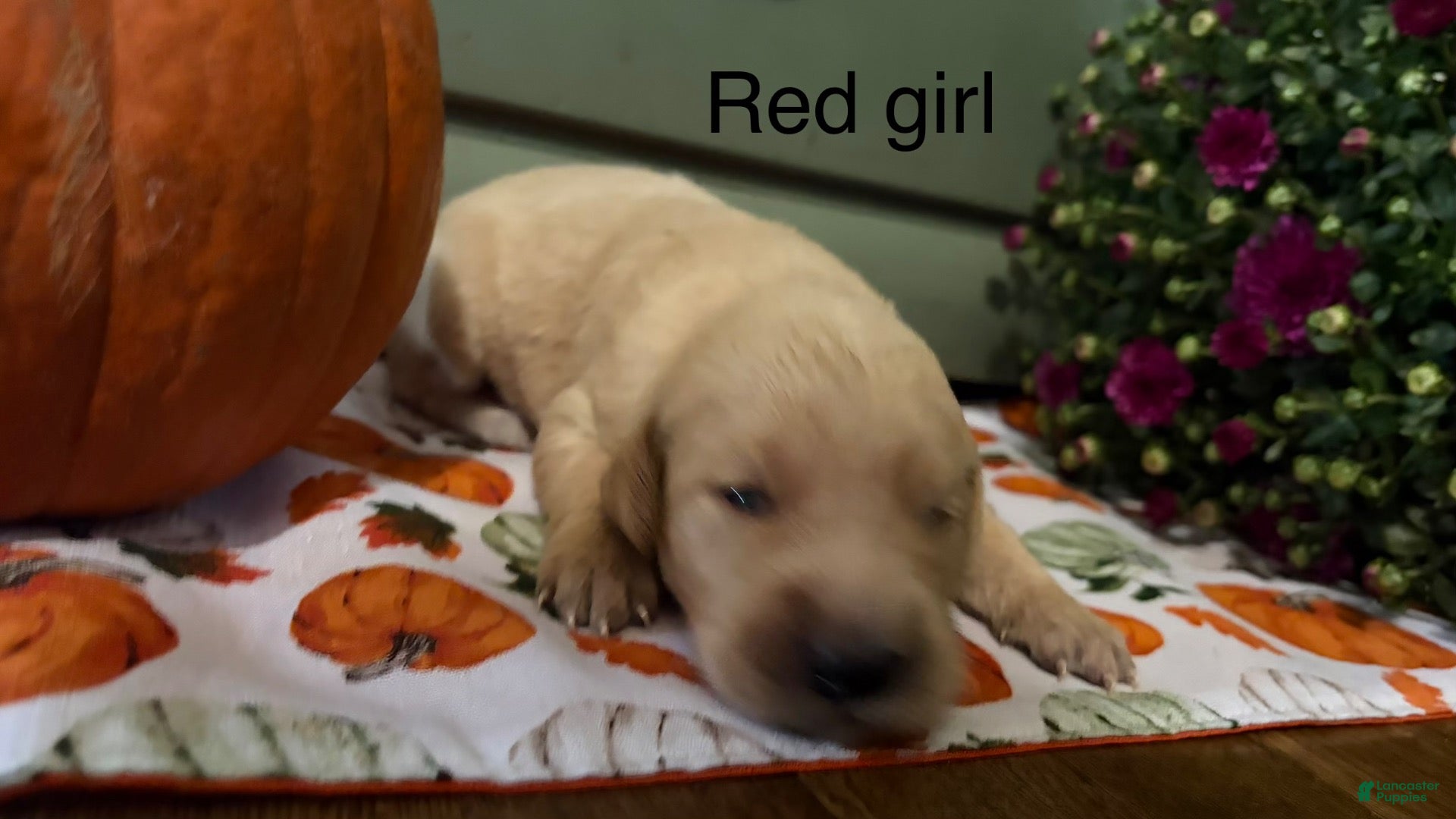 Golden Retriever dogs Red girl  - Ad 5