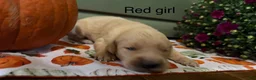 Golden Retriever dogs for sale: Red girl  - Ad 1