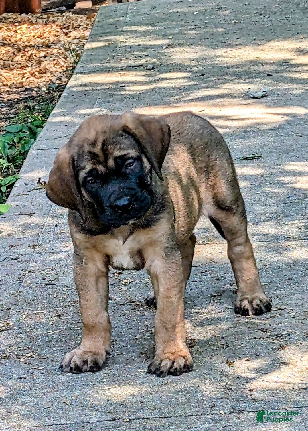 English Mastiff puppies for sale in Pataskala Lancaster Puppies