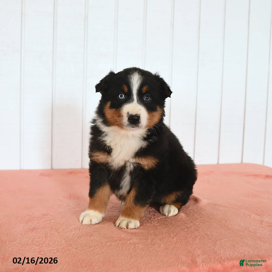 Australian Shepherd dogs for sale: Nina - Ad 3
