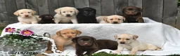 Labrador Retriever dogs for sale: Ronny - Ad 2