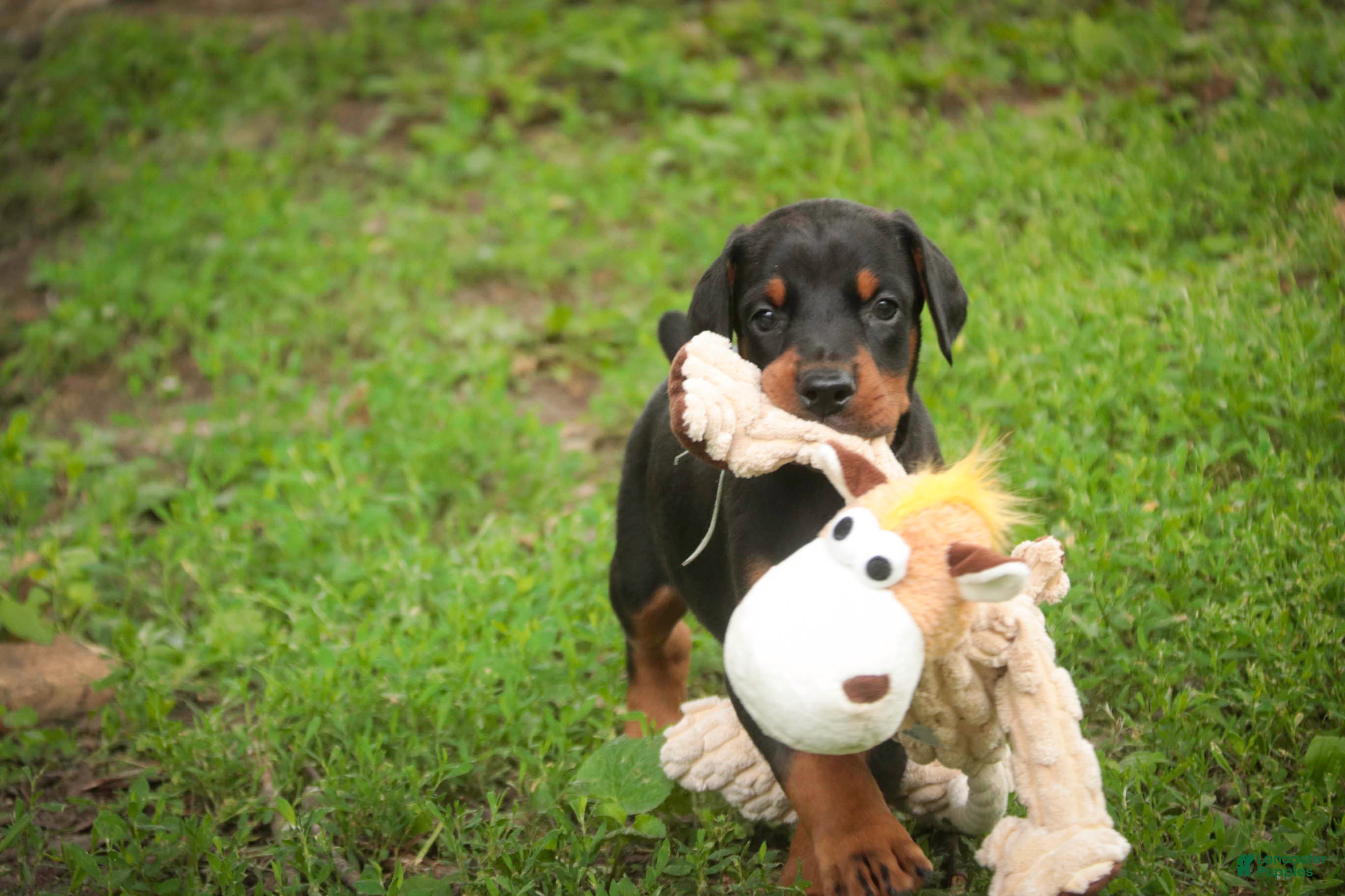 Doberman Pinscher dogs for sale: Cedric - Ad 6