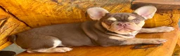 French Bulldog dogs for sale: Lucy - Ad 1