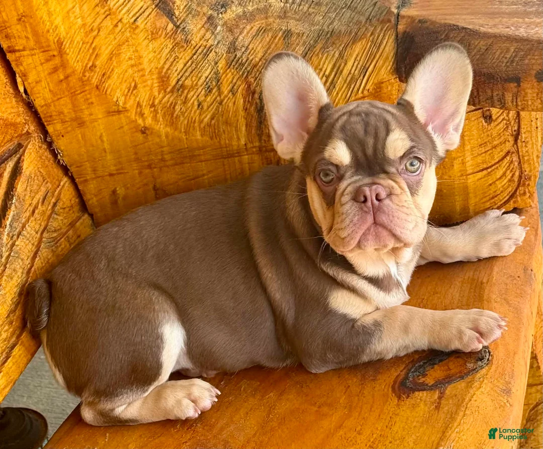 French Bulldog dogs for sale: Lucy - Ad 1