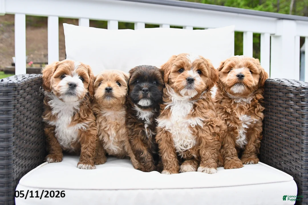 Mixed Breed dogs for sale: Popcorn - Ad 5