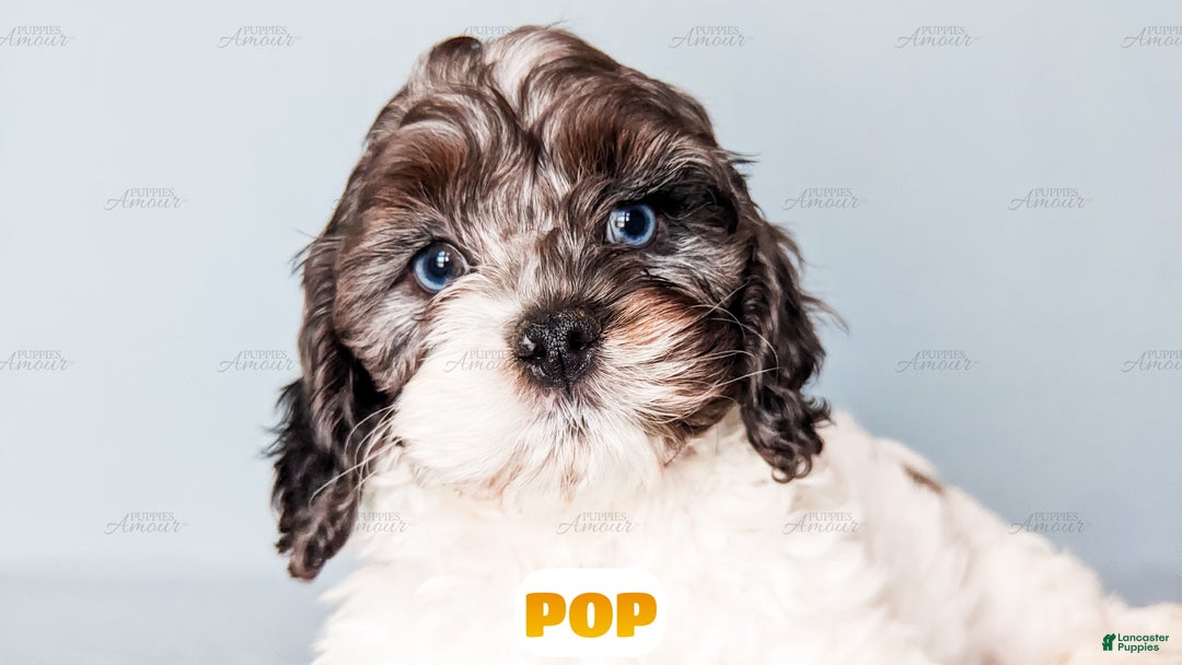 Cockapoo dogs for sale: Pop - Ad 9