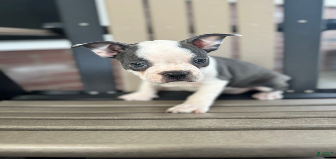 Gallery Image {{count}}