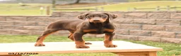 Doberman Pinscher dogs for sale: Fancy - Ad 1