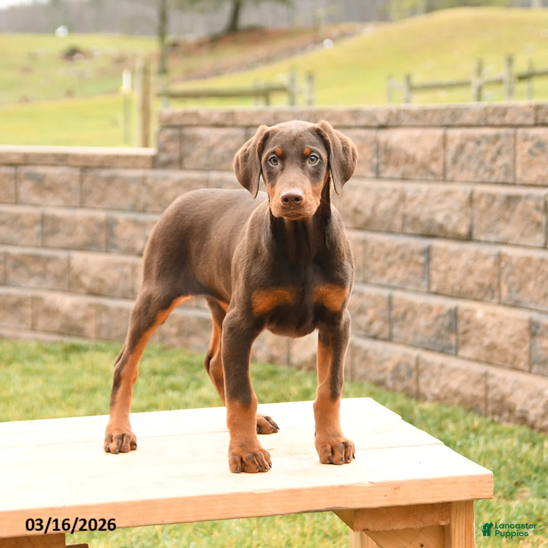 Doberman Pinscher dogs for sale: Fancy - Ad 1