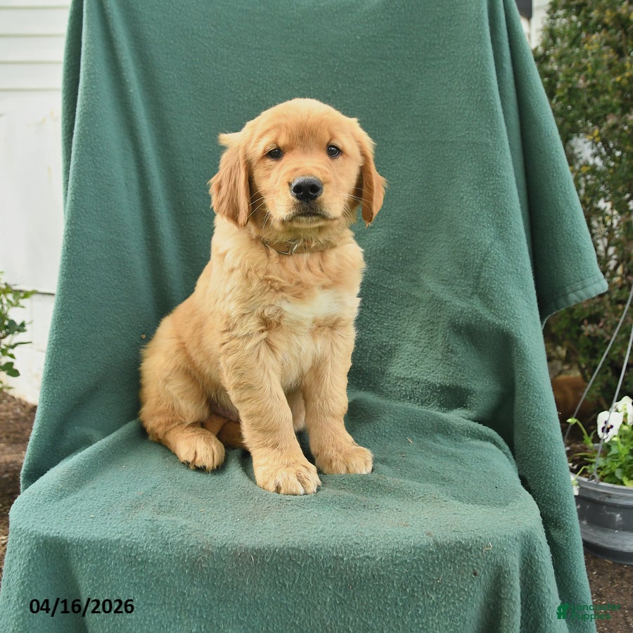 Golden Retriever dogs Randy - Ad 1