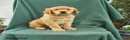 Golden Retriever dogs for sale: Randy - Ad 1