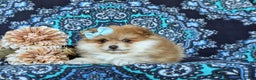 Pomeranian dogs for sale: Dyann - Ad 5