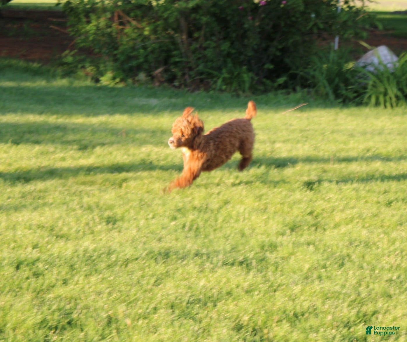 Miniature Poodle dogs Teddy - House and Crate Trained - Ad 2