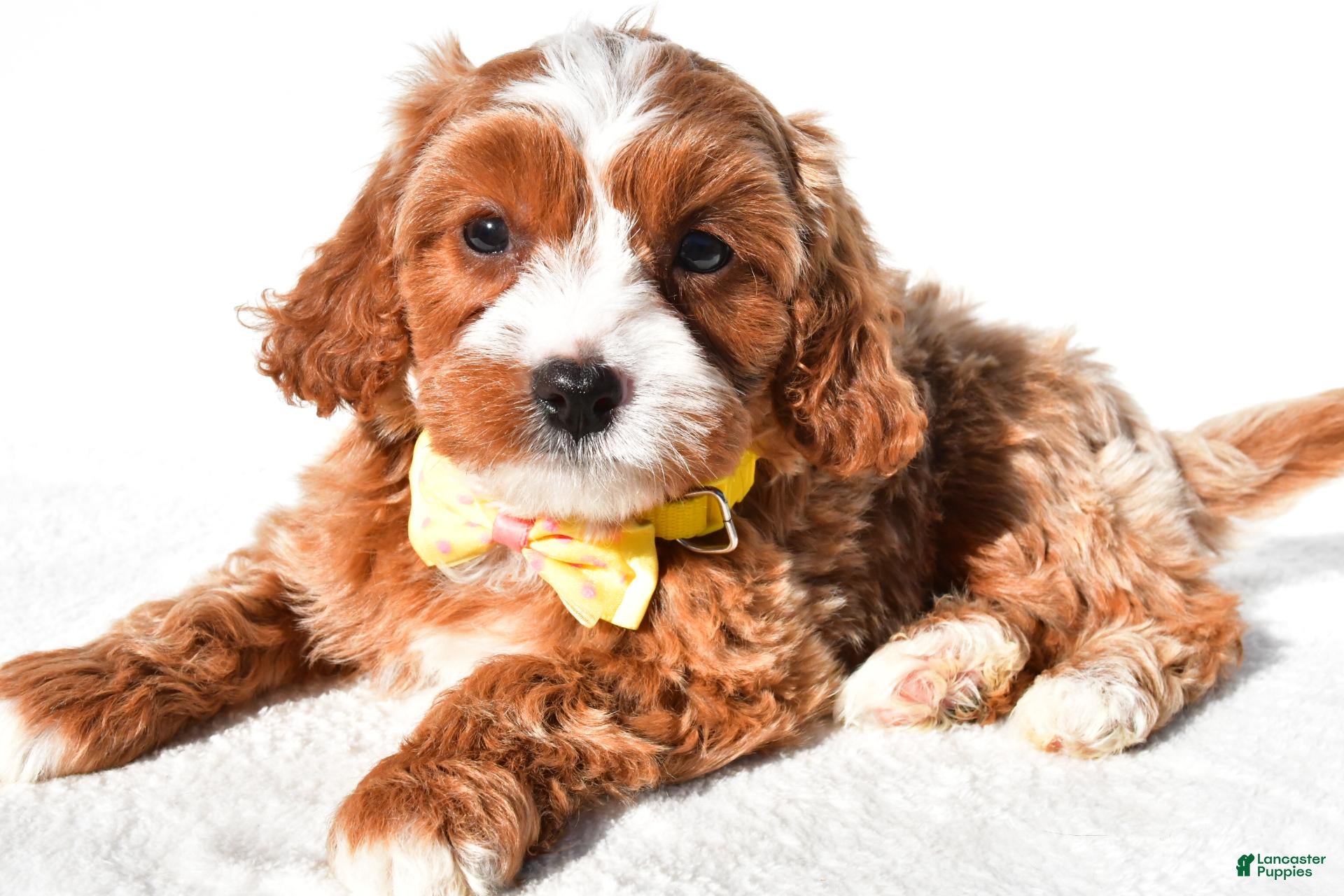 Cavapoo dogs for sale: Samson - Ad 1