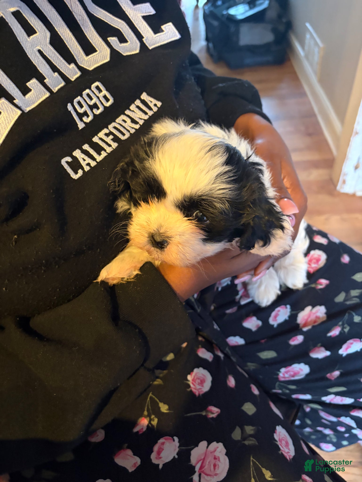 Mixed Breed dogs Marshmallow  - Ad 1