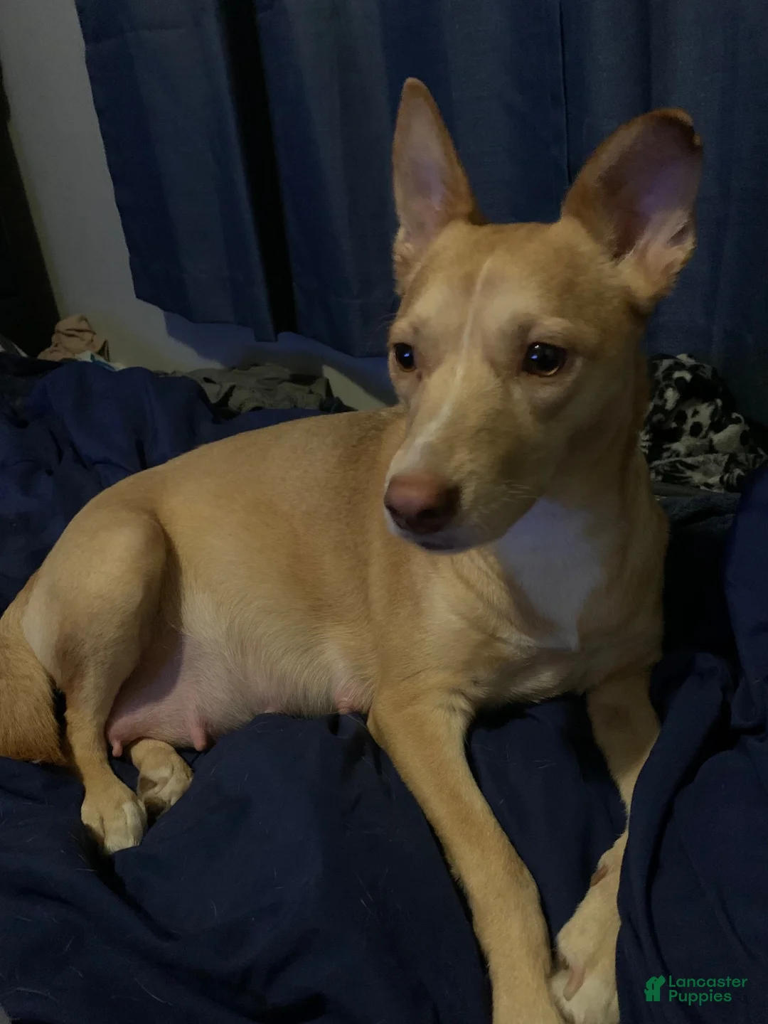 Mixed Breed dogs for sale: Aurora - Ad 2