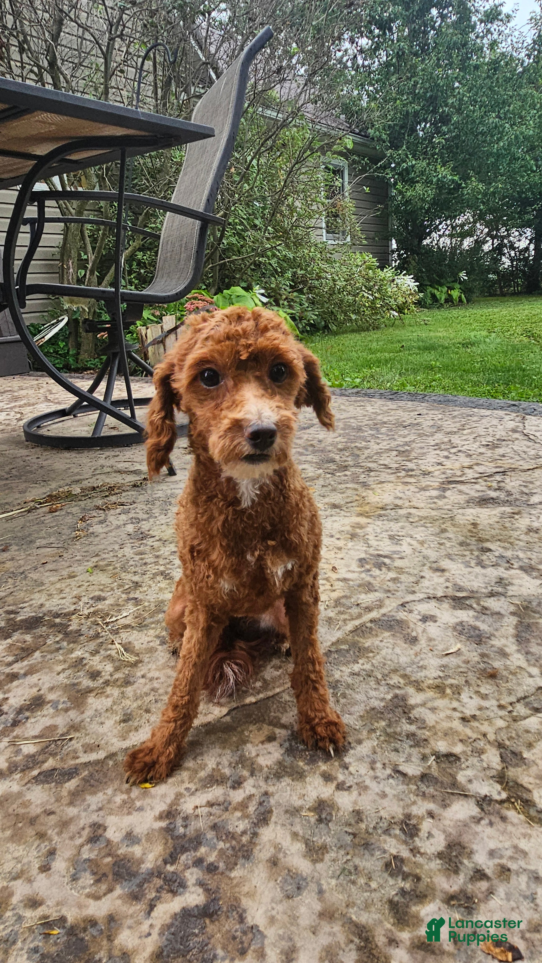 Toy Poodle dogs Macy - Ad 1
