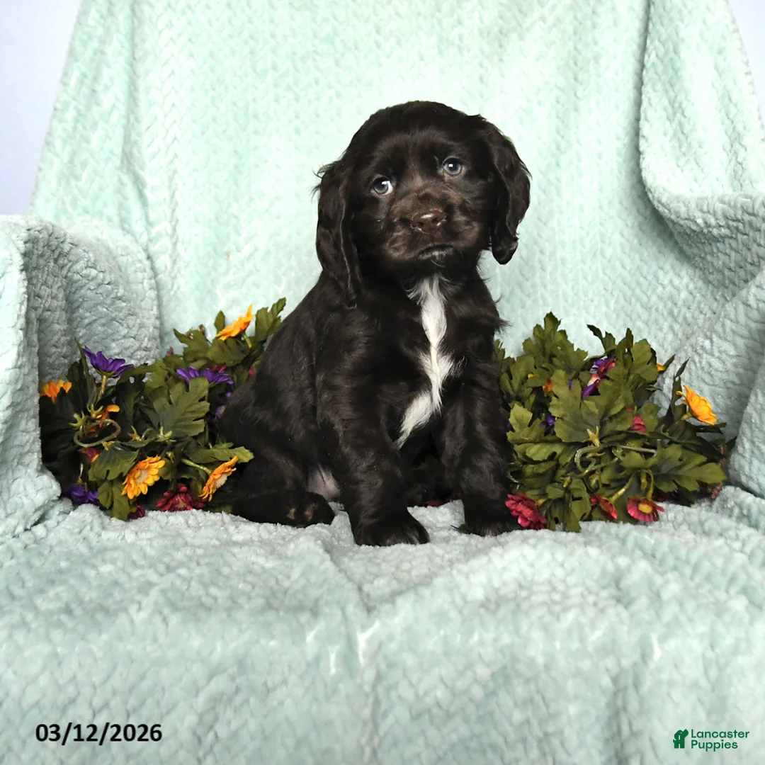 Cocker Spaniel dogs for sale: Sadie - Ad 1