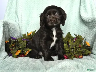 Cocker Spaniel dogs for sale: Sadie - Ad 2