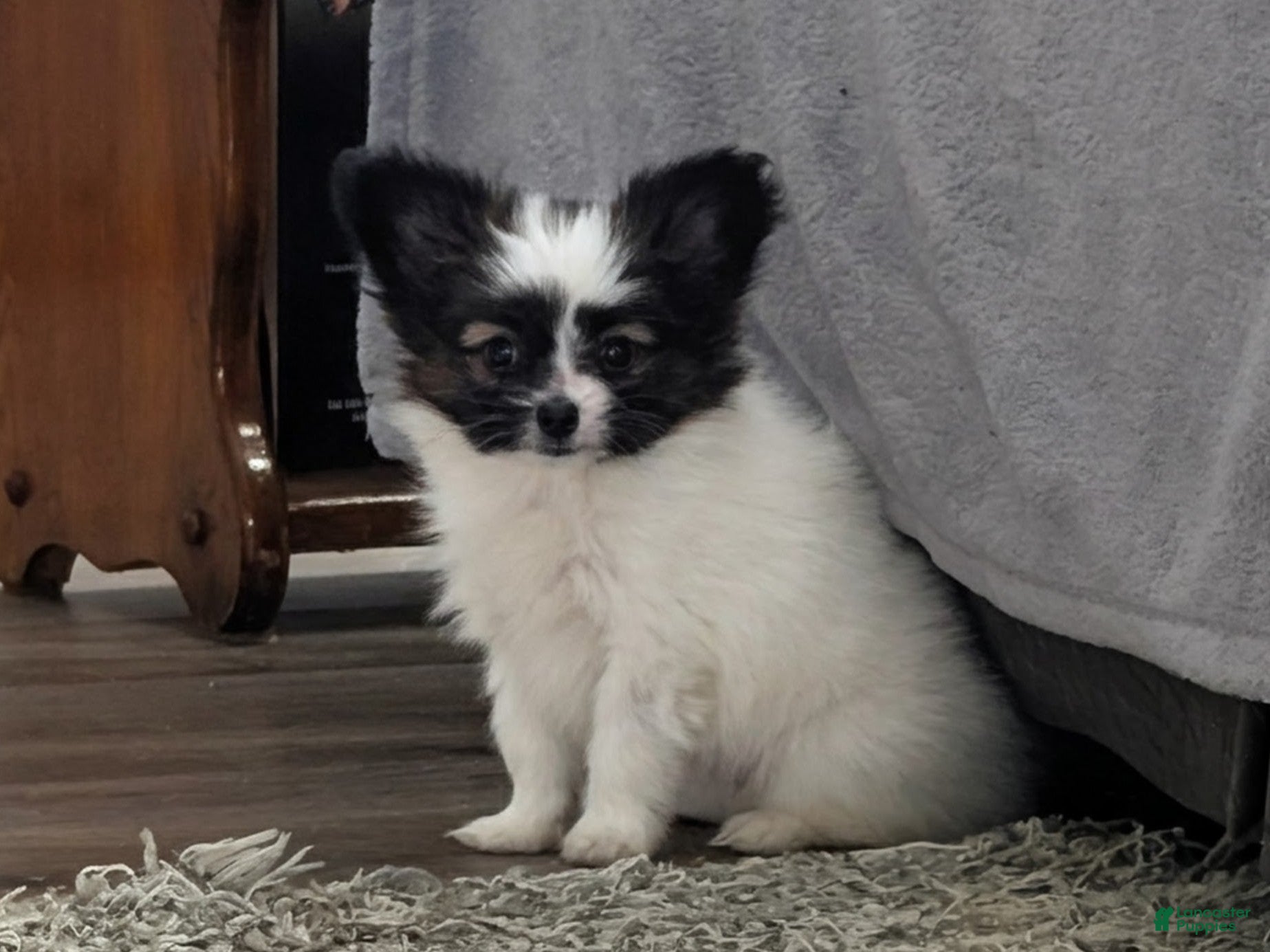 Papillon dogs Ichi (Echie) - Ad 2