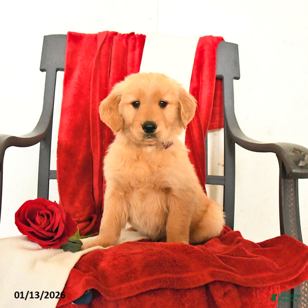 Golden Retriever dogs for sale: Joel - Ad 1