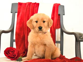 Golden Retriever dogs Joel - Ad 29