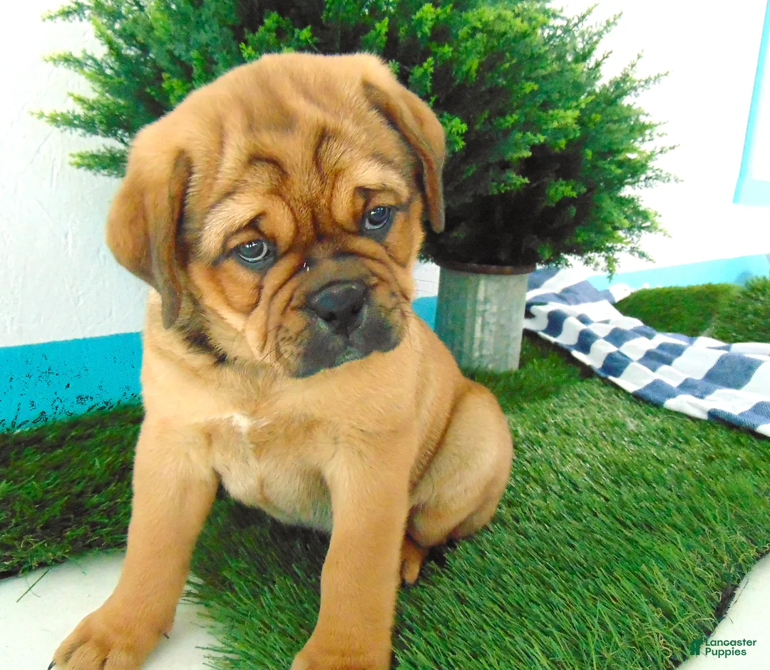 Mixed Breed dogs for sale: Sadie - Ad 6