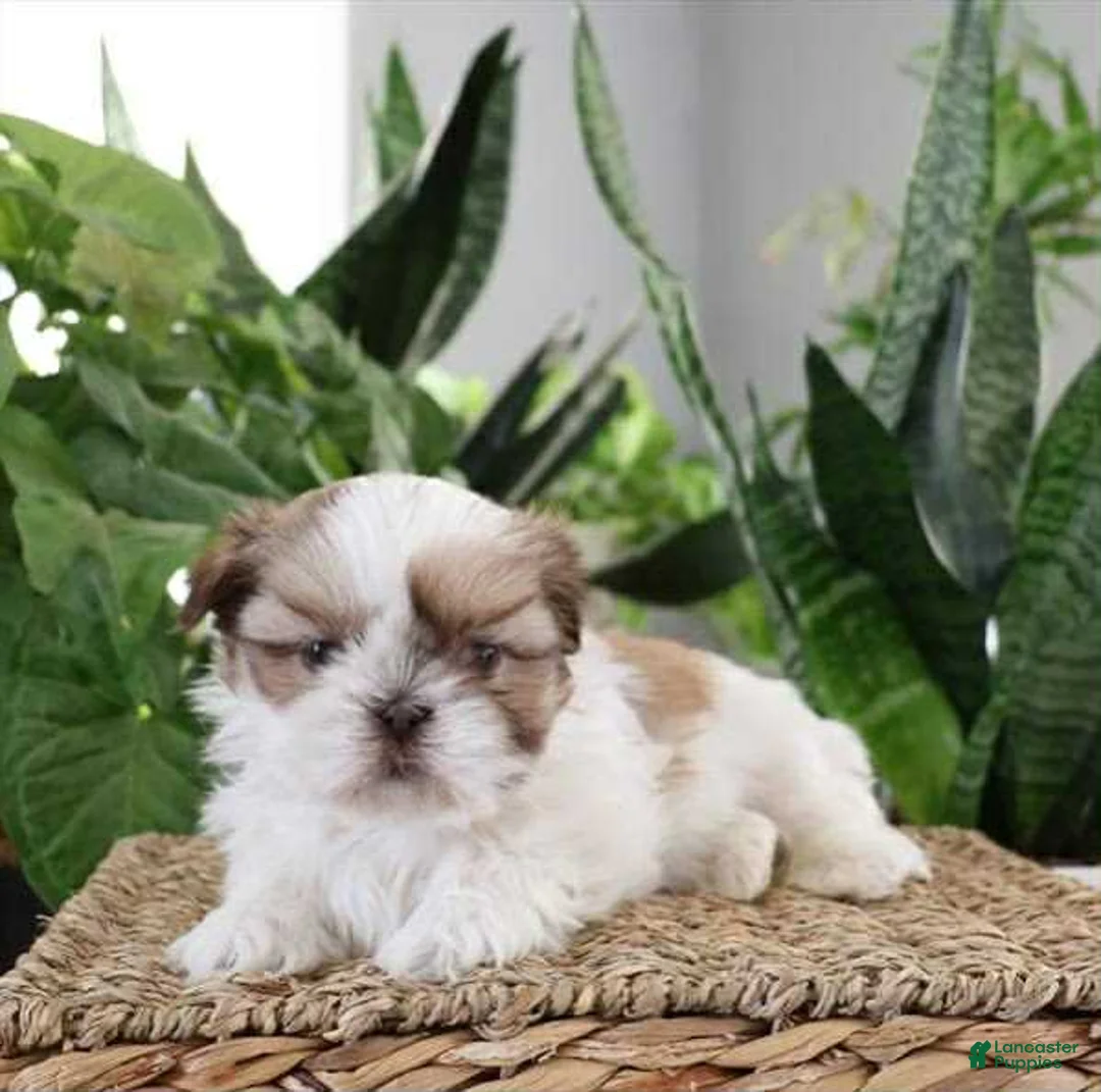 Shih Tzu dogs for sale: Jim - Ad 1