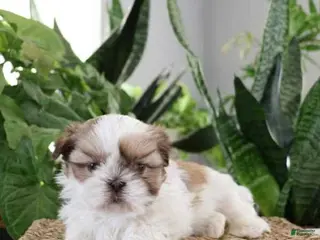 Shih Tzu dogs Jim - Ad 28