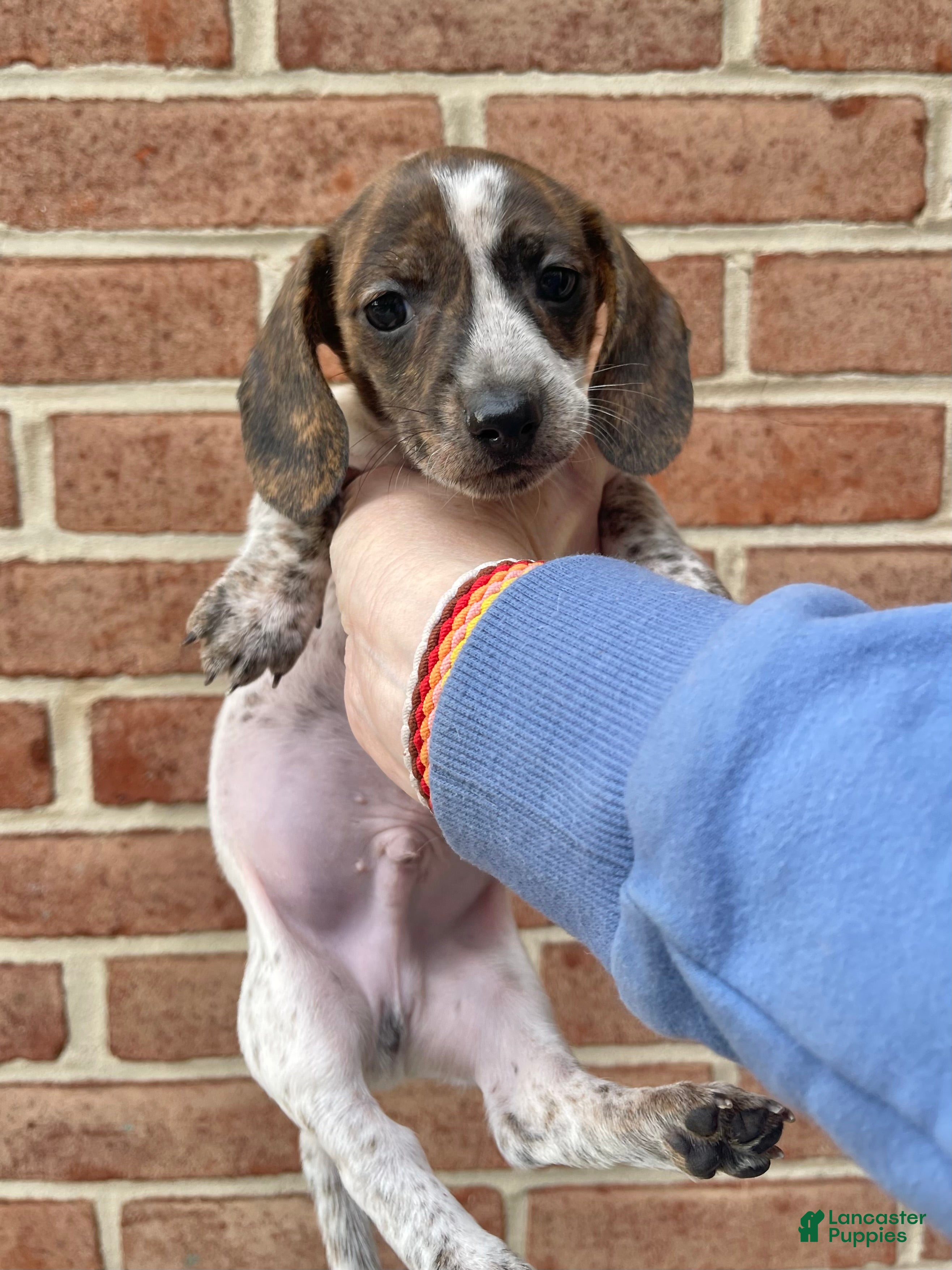 Dachshund dogs Brindle Pie - Ad 37