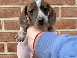 Dachshund dogs Brindle Pie - Ad 37