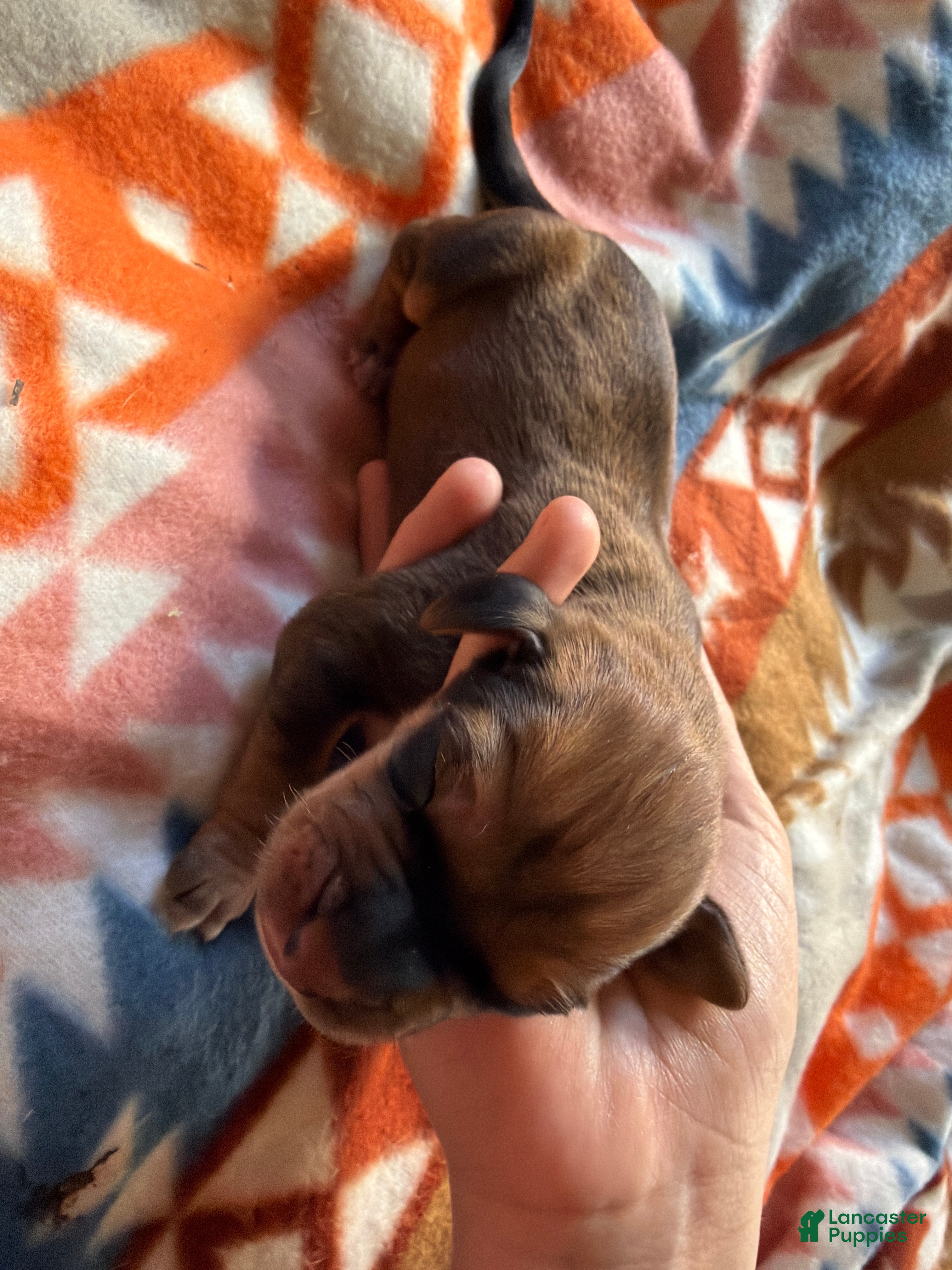 Mixed Breed dogs Timber - Ad 2