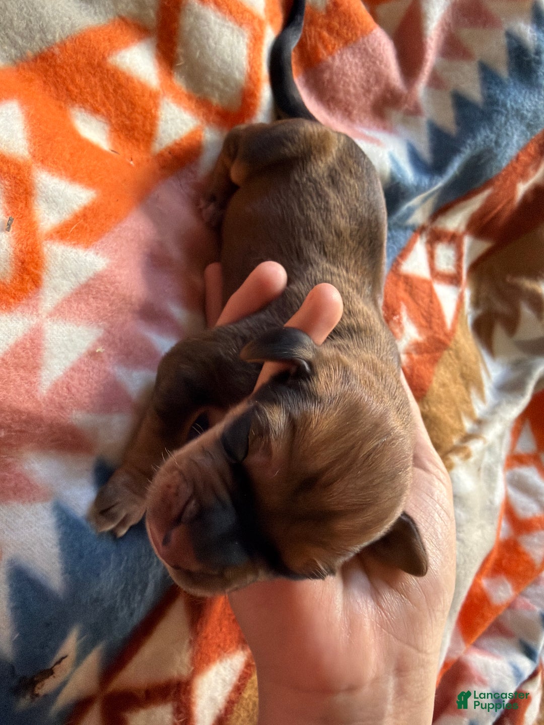 Mixed Breed dogs for sale: Timber - Ad 1