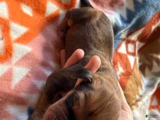 Mixed Breed dogs for sale: Timber - Ad 1