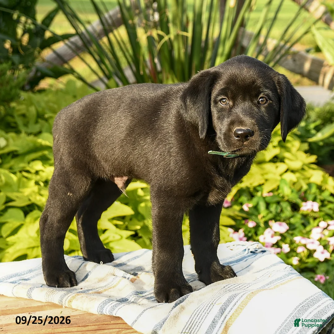 Labrador Retriever dogs for sale: Logan - Ad 3