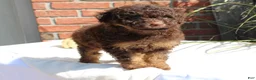 Miniature Poodle dogs for sale: Suzy - Ad 14
