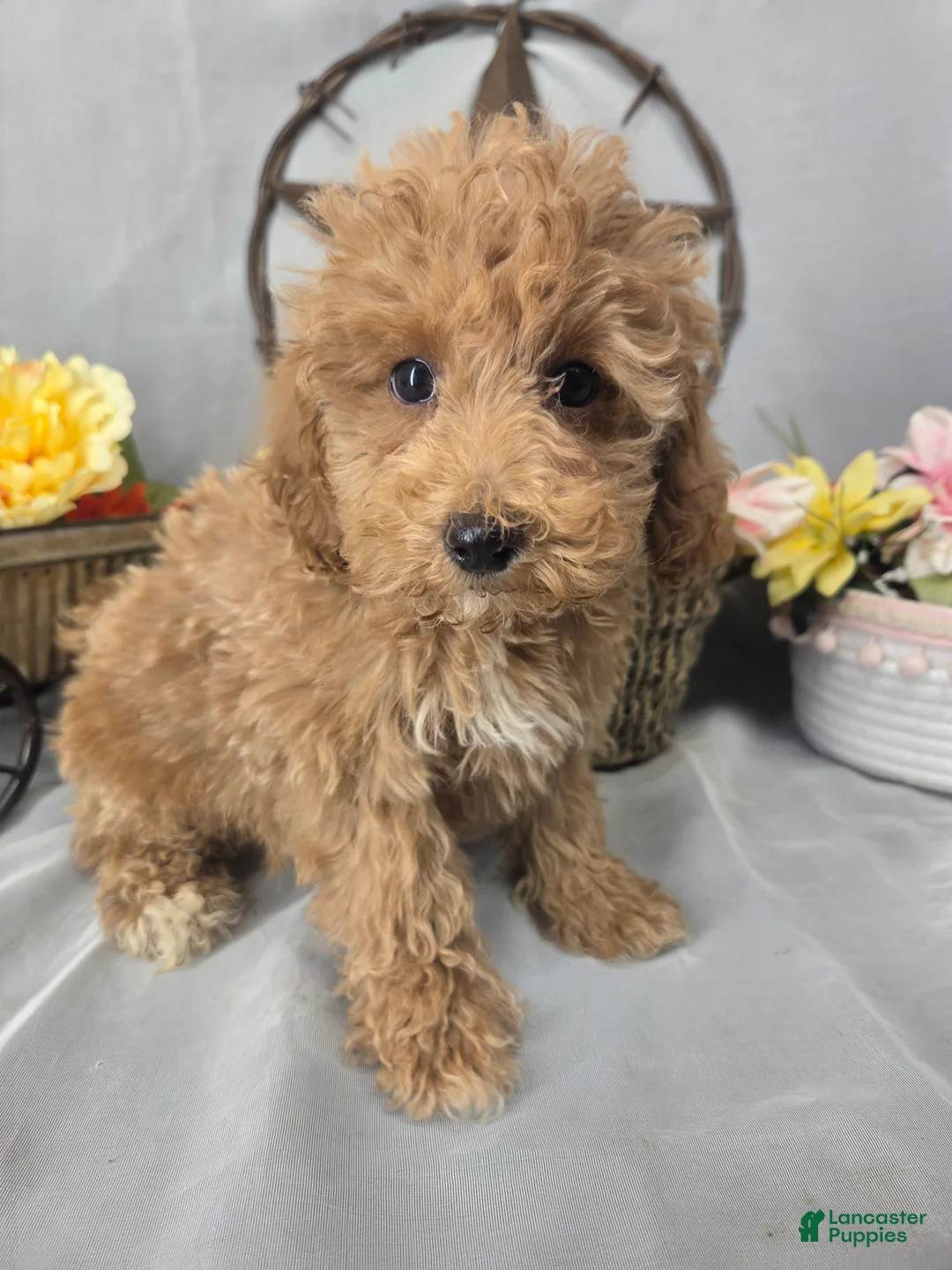 Miniature Poodle dogs for sale: Cindy - Ad 1