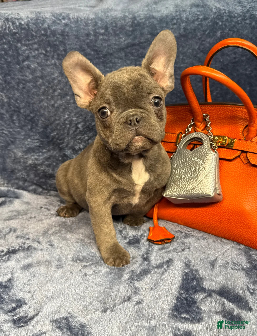 French Bulldog dogs for sale: Baby - Ad 5