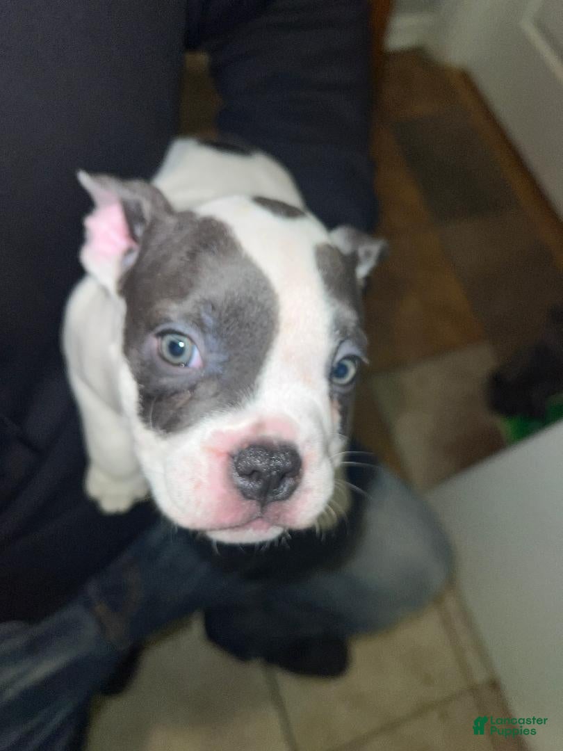 American Bulldog dogs American Bulldog Puppy 2 - Ad 1