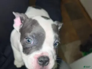 American Bulldog dogs American Bulldog Puppy 2 - Ad 16