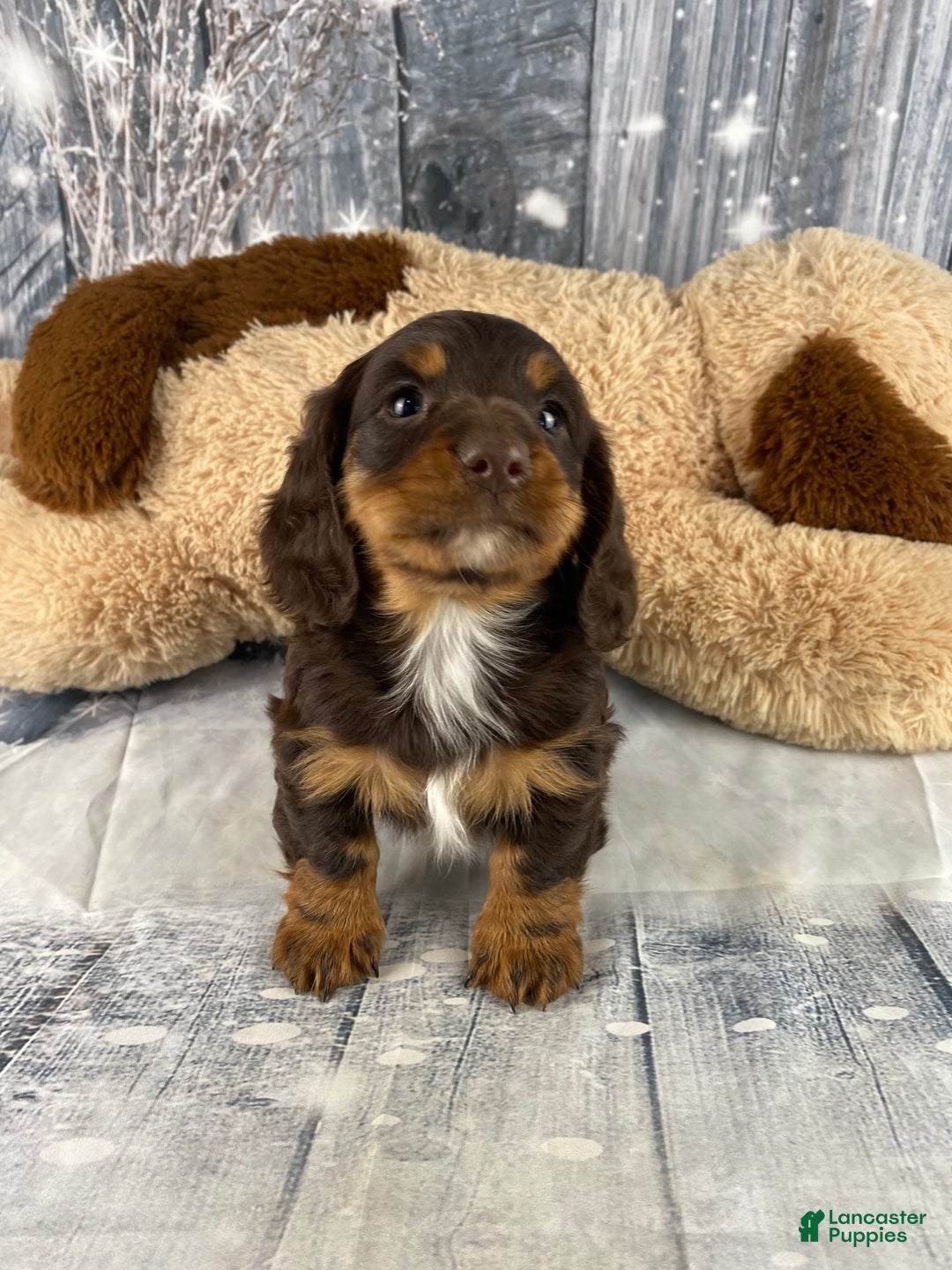 Miniature Dachshund dogs for sale: Kobe - Ad 6