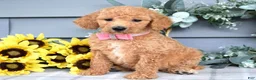 Standard Poodle dogs for sale: Roxanne - Ad 4