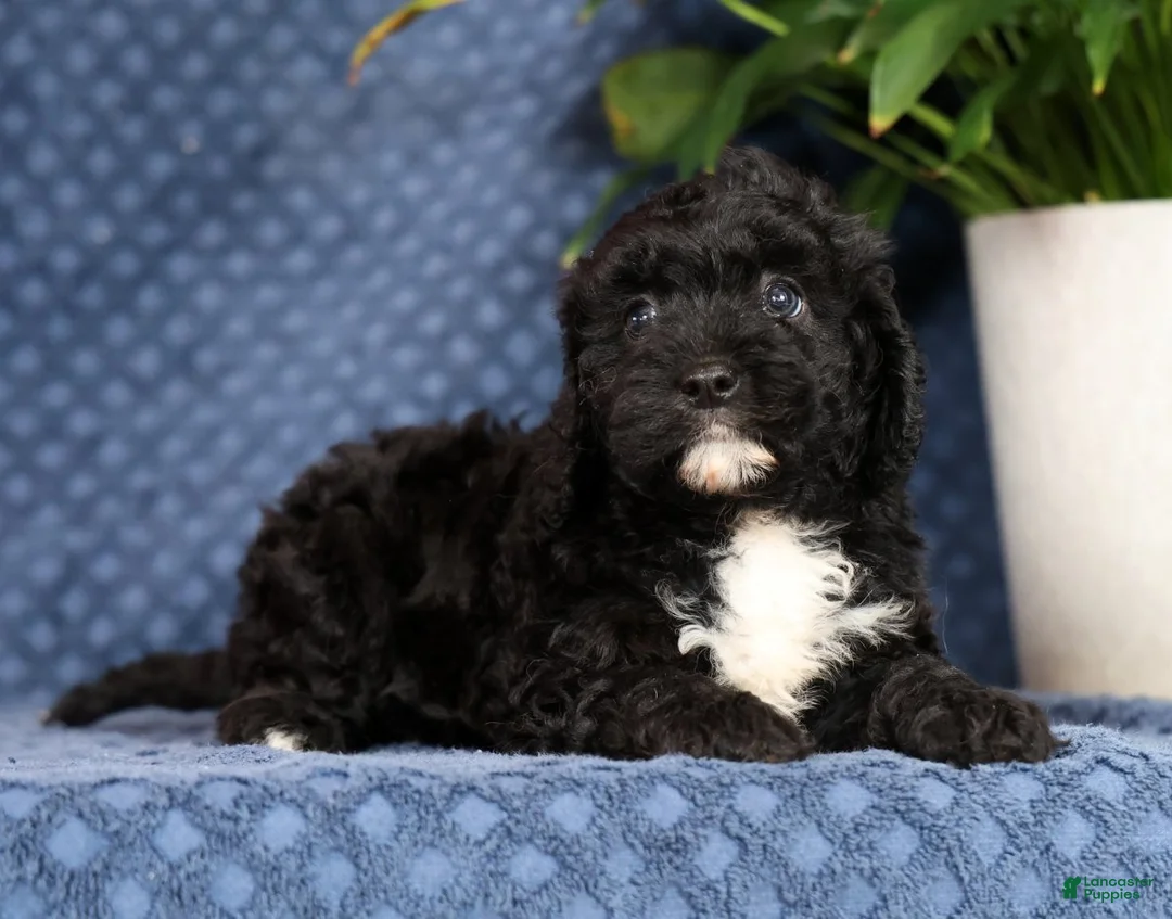 Cavapoo dogs for sale: Queenie - Ad 1