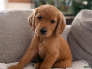 Golden Retriever dogs Golden Retriever Puppy 1 - Ad 37