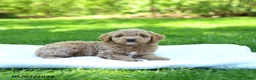 Mini Goldendoodle dogs for sale: Patches - Ad 3