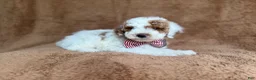 Miniature Poodle dogs for sale: Pierce - Ad 2