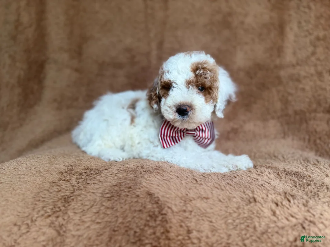 Miniature Poodle dogs for sale: Pierce - Ad 2