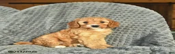 Cavapoo dogs for sale: May  - Ad 1
