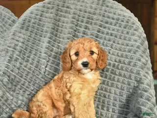 Cavapoo dogs for sale: May - Ad 2
